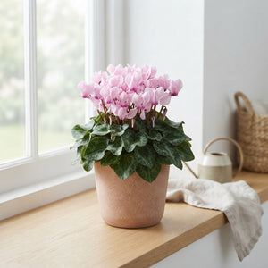 Soft Pink Cyclamen persicum – 10.5cm Pot