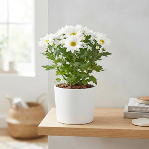 Yellow Chrysanthemum ‘Zembla’ – 15cm Pot