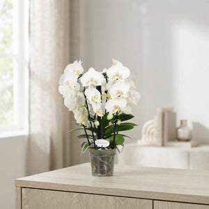 White Phalaenopsis Orchid – 12cm Pot, 50cm High