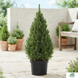 Perfecta Norway Spruce (Picea glauca) – 32cm Pot
