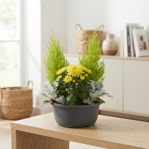 Garden Plant Arrangement in Zinc Pot – 19cm