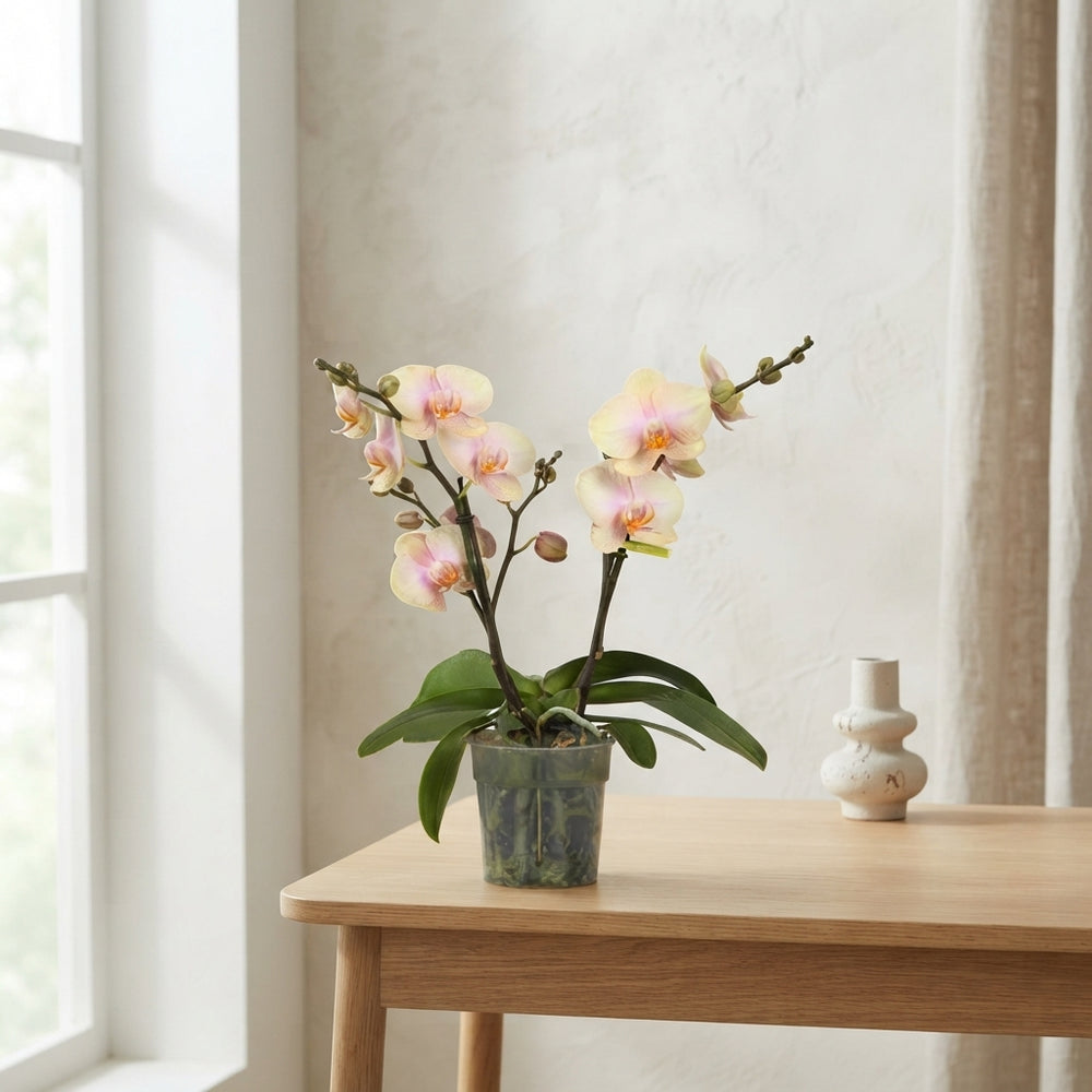 Yellow Phalaenopsis Orchid ‘Paloma’ – 12cm Pot