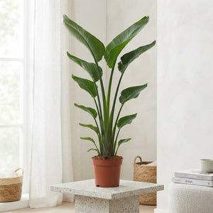 White Bird of Paradise (Strelitzia nicolai) – 21cm Pot