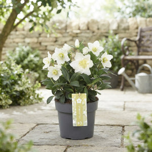 Helleborus ‘Advent Star Early’ – 17cm Pot