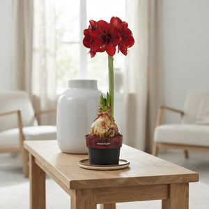 Dark Red Hippeastrum (Amaryllis) – 12cm Pot