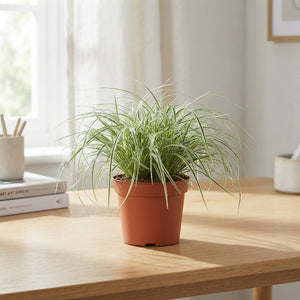 Carex ‘Os Everest’ Sedge – 12cm Pot