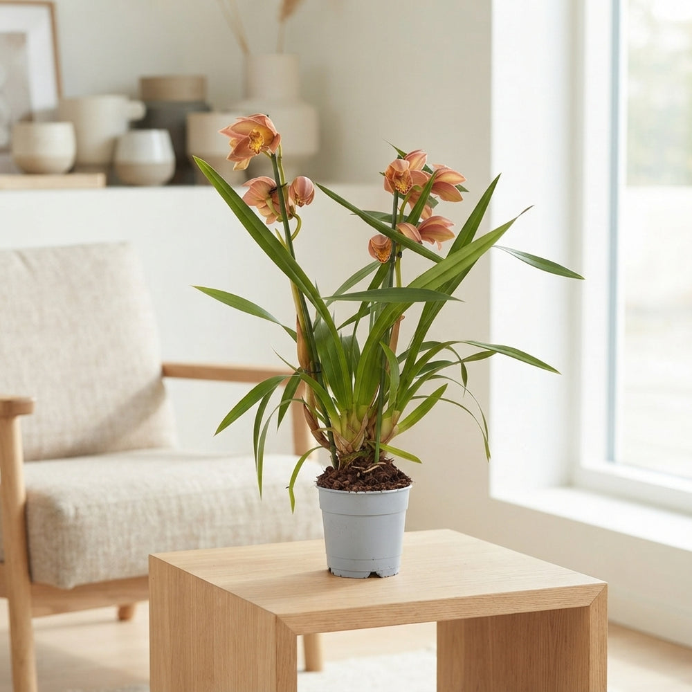 Mixed Colour Cymbidium Orchid – 12cm Pot, 55cm