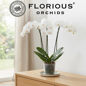 White Phalaenopsis Orchid (2 Stem) – 15cm Pot