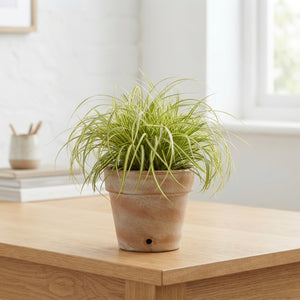 Evergreen Japanese Sedge (Carex oshimensis) – 12cm Pot