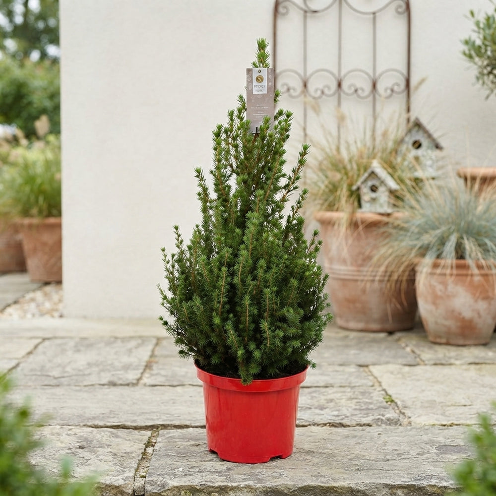 Picea glauca ‘December’ – 23cm Pot, 80cm Tall