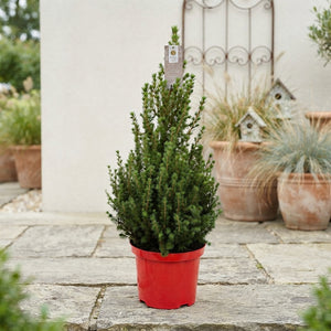 Picea glauca ‘December’ – 23cm Pot, 80cm Tall