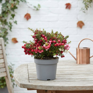 Red Pernettya Mucronata – 14cm Pot