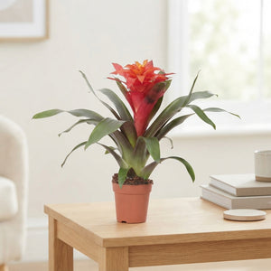 Red Guzmania Bromeliad – 12cm Pot, 45cm High