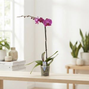 Mixed Phalaenopsis Orchid – 12cm Pot, 70cm High