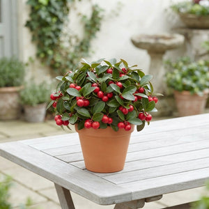 Red Gaultheria Wintergreen Berry Plant – 10cm Pot