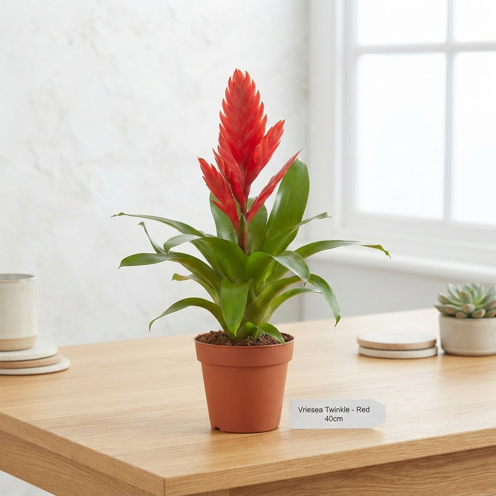 Red Vriesea ‘Twinkle’ – 10.5cm Pot, 40cm High