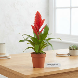 Red Vriesea ‘Twinkle’ – 10.5cm Pot, 40cm High