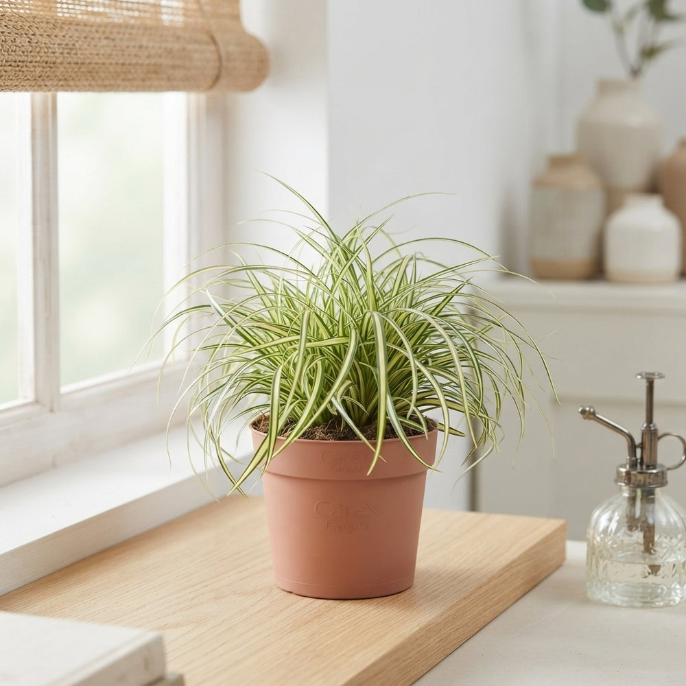 Evergold Japanese Sedge (Carex oshimensis) – 10.5cm Pot