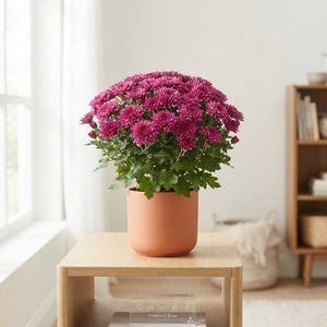 Carnival Chrysanthemum Mix – 11cm Pot