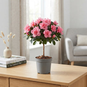 Mixed Rhododendron (Rhododendron simsii) – 13cm Pot