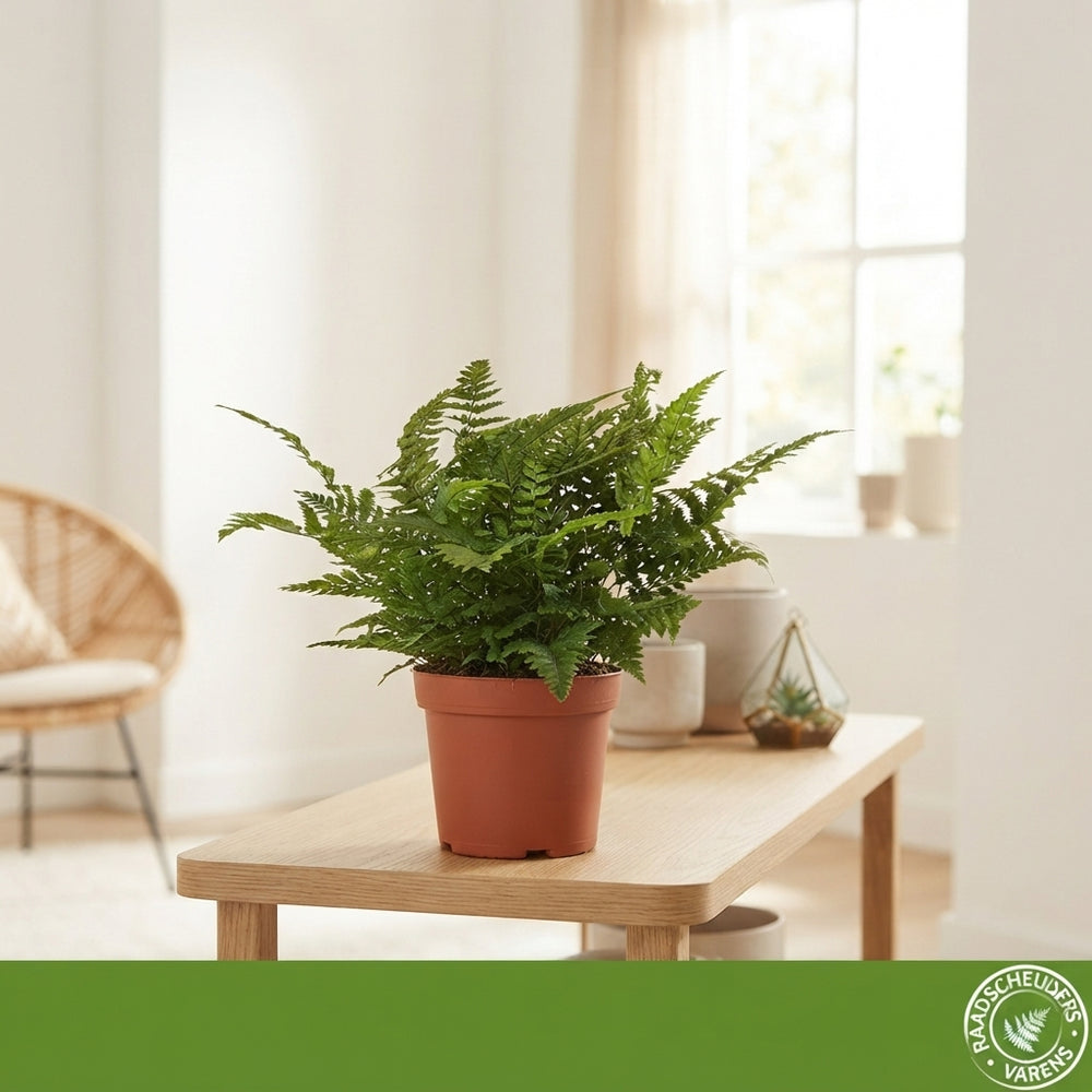 Tsussime Fern (Polystichum tsussimense) – 9cm Pot