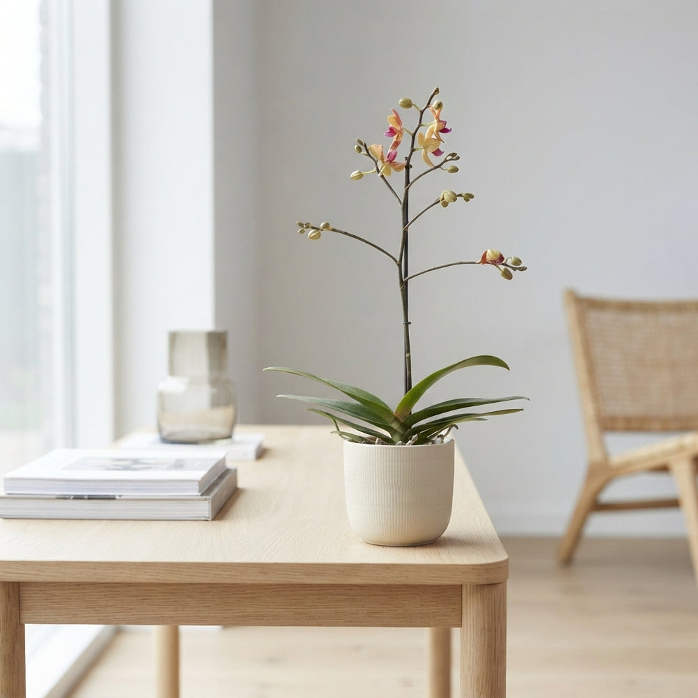 Sunset Love Phalaenopsis Orchid – 12cm Pot