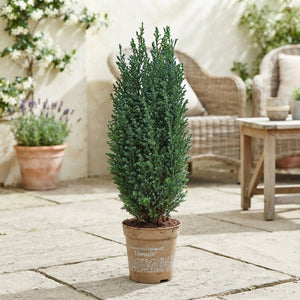 Ellwoodii Lawson Cypress (Chamaecyparis lawsoniana) – 13cm Pot