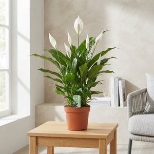 White Peace Lily (Spathiphyllum) – 17cm Pot