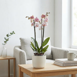 White Phalaenopsis Orchid – 12cm Pot, 70cm