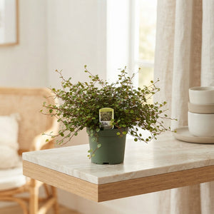 Muehlenbeckia comptoniana Green Houseplant – 9cm Pot