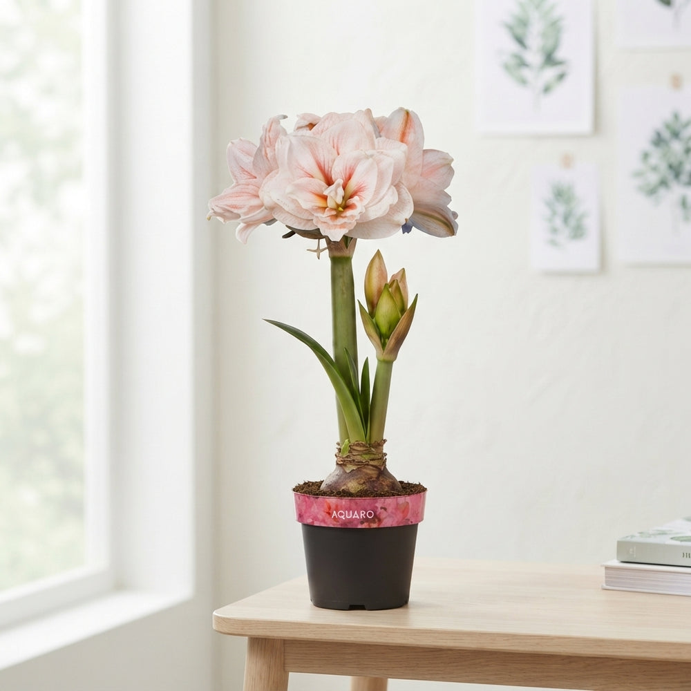 Hippeastrum ‘Aquaro’ – 14cm Pot, 2 Buds