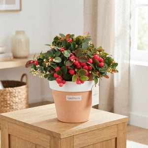 Wintergreen (Gaultheria procumbens) – 12cm Pot