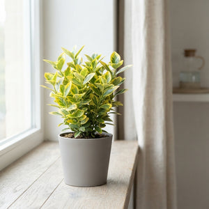 Japanese Euonymus ‘Marieke’ – 9cm Pot