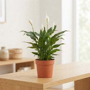 White Peace Lily (Spathiphyllum) – 12cm Pot