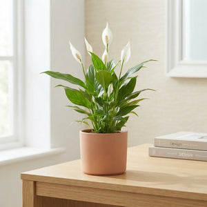 White Peace Lily (Spathiphyllum) – 12cm Pot, 45cm