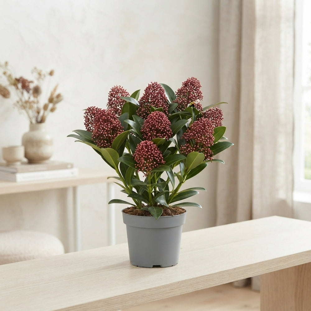 Skimmia japonica ‘Rubella’ – 13cm Pot