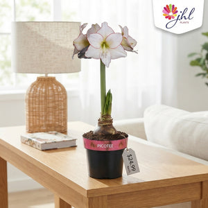 White Hippeastrum ‘Picotee’ – 14cm Pot