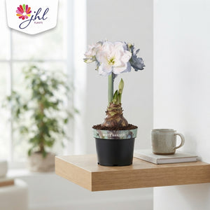 White Hippeastrum ‘White Star’ – 14cm Pot