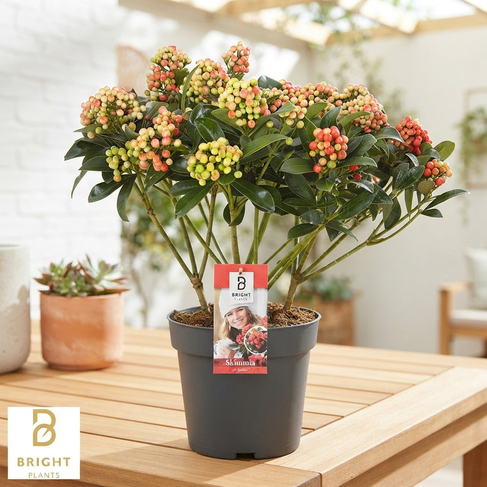Japanese Skimmia japonica ‘Pabella’ – 23cm Pot