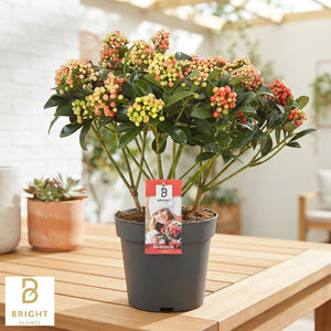 Japanese Skimmia japonica ‘Pabella’ – 23cm Pot