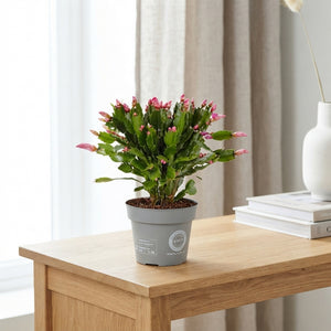 Christmas Cactus (Schlumbergera) – 14cm Pot