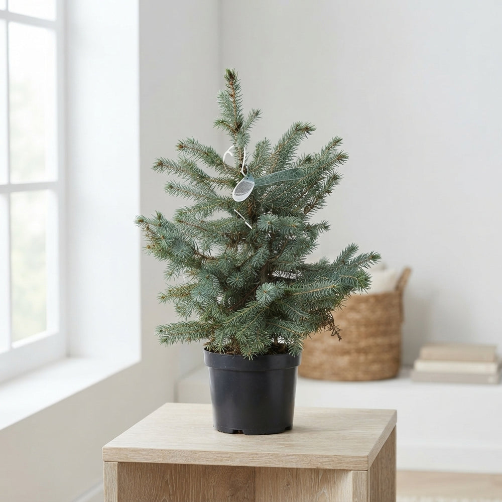 Serbian Spruce (Picea omorika) – 19cm Pot, 60cm High