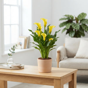 Mixed Zantedeschia Calla Lily – 14cm Pot, 40cm High