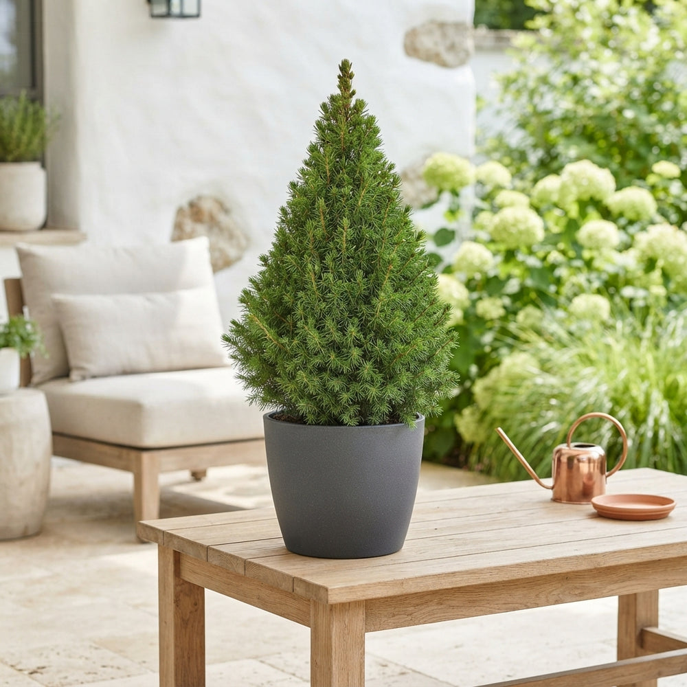 Dwarf Alberta Spruce (Picea glauca 'Conica') – 15cm Pot, 60cm High