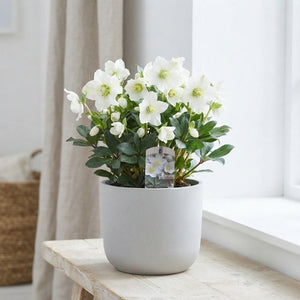 White Hellebore (Helleborus) – 17cm Pot
