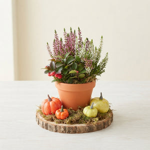 Garden Plant Arrangement – 16cm Ornamental Pot