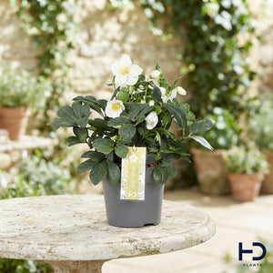 Helleborus ‘Advent Star Early’ – 17cm Pot