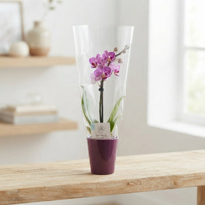 Mini Phalaenopsis Orchid in Glass – 6cm Pot