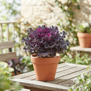 Red Ornamental Brassica – 10.5cm Pot