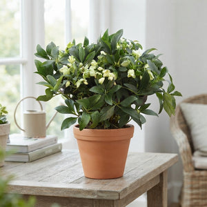 White Hellebore (Helleborus) – 17cm Pot, 45cm High